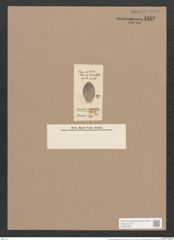 Navicula margaritifera Truan et Witt. (de-Toni-Nr.: Genus 1, Species 704) Zeichnungen Sammlung Grunow Nr. 1280 (NHMW-BOT-W0367939)